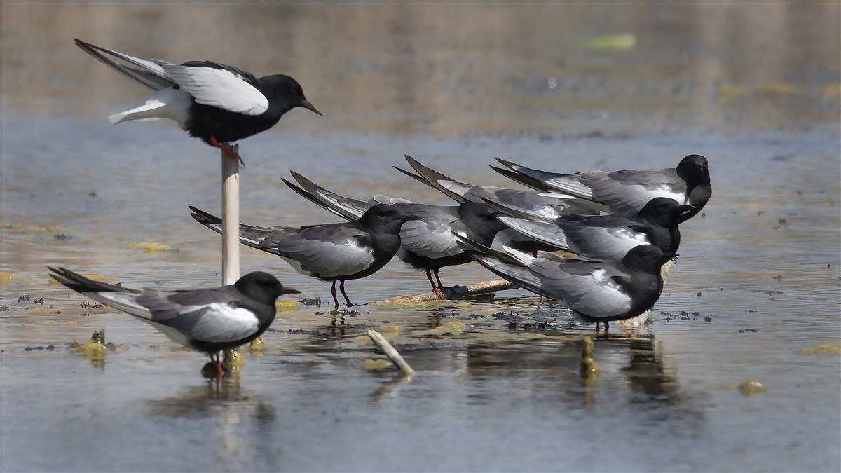 White-winged Tern