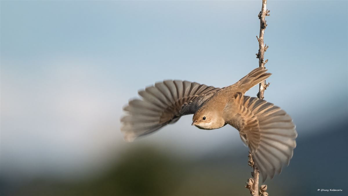 Common Whitethroat