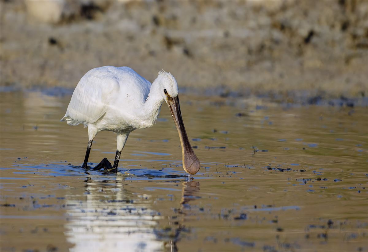 Eurasian Spoonbill