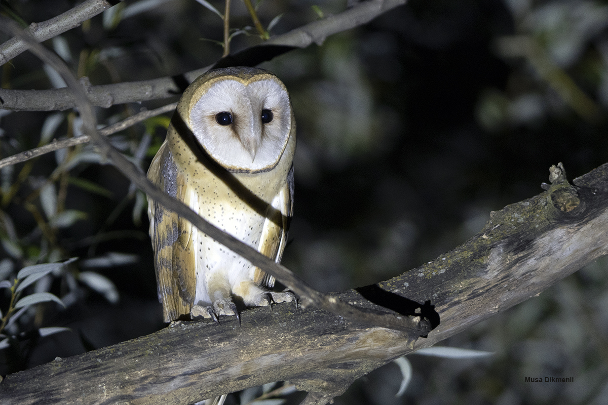 Western Barn Owl