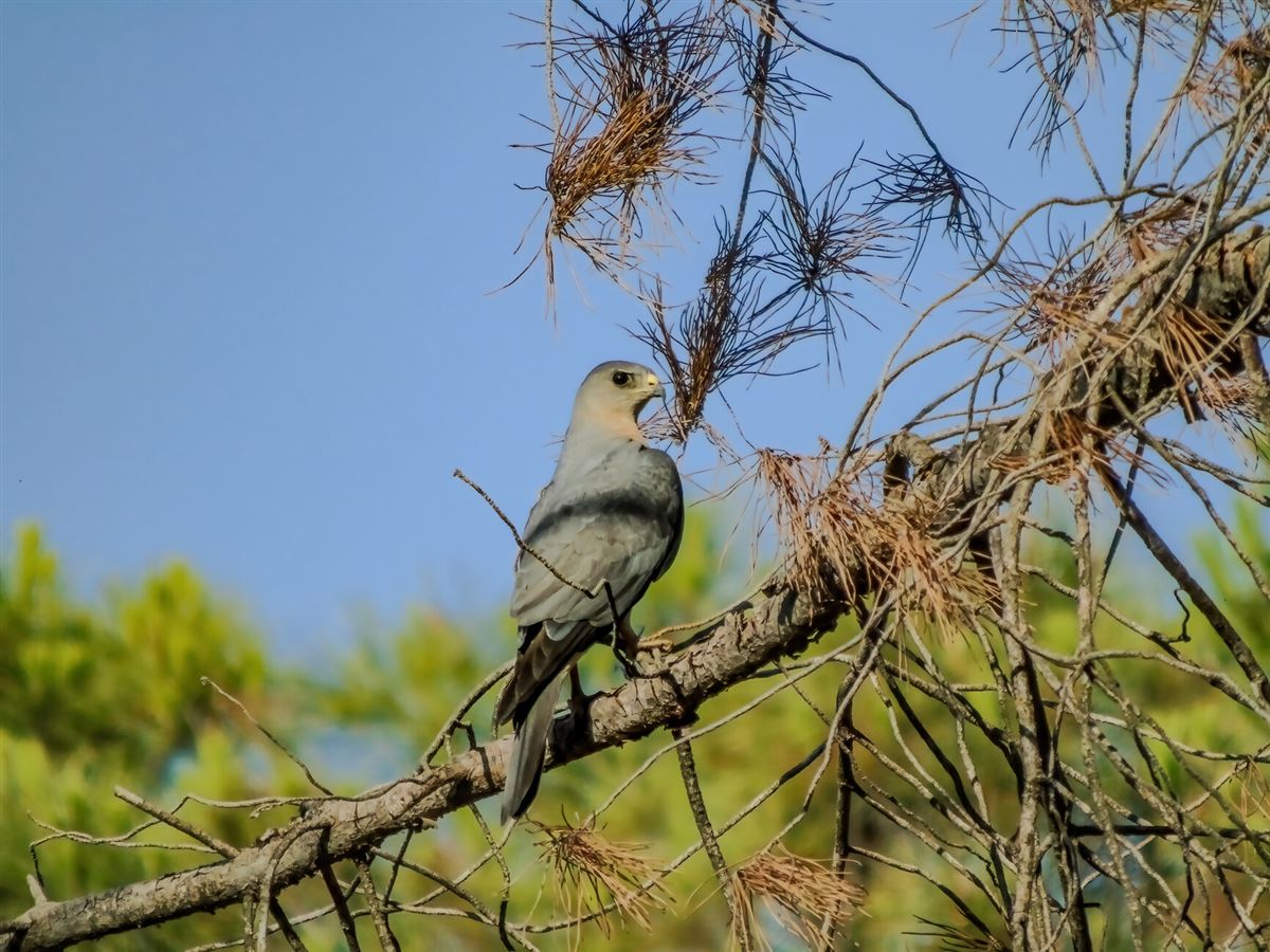Levant Sparrowhawk