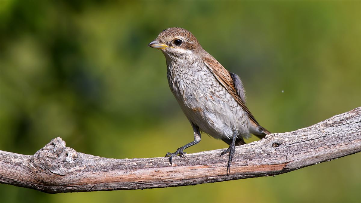 Red-backed Shrike