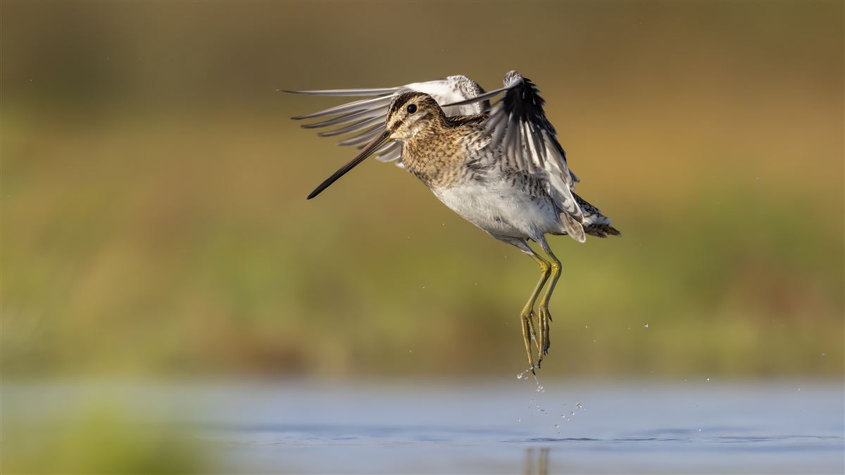 Common Snipe