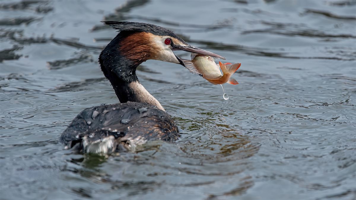 Great Crested Grebe