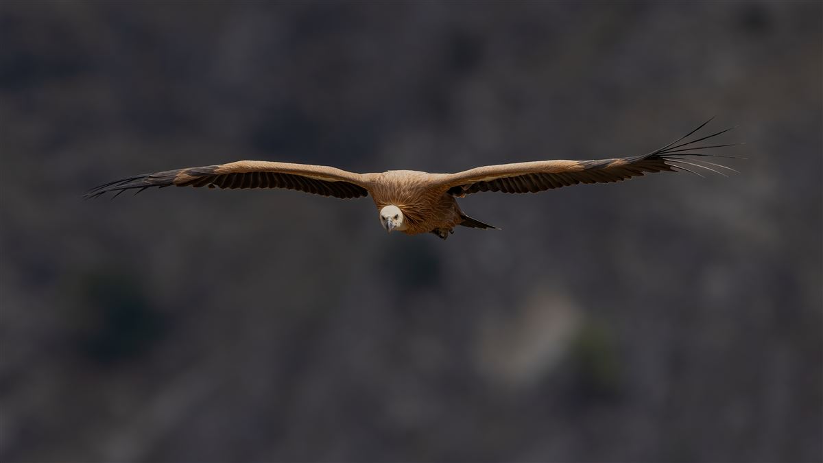 Griffon Vulture