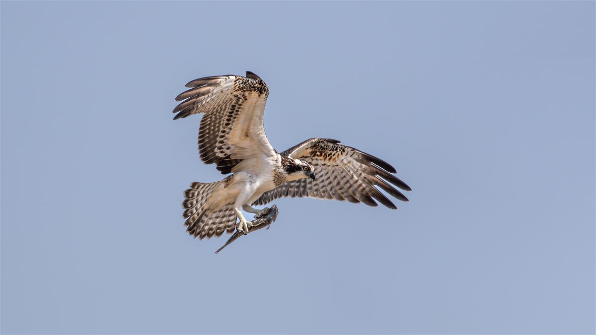Osprey