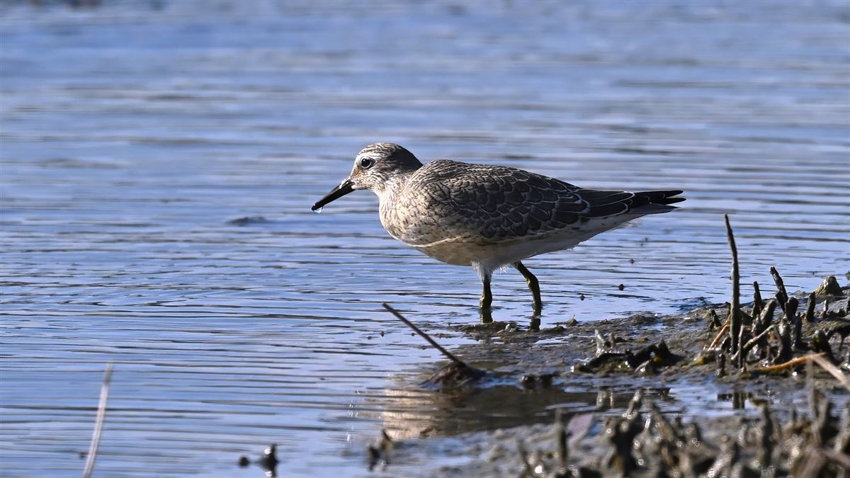 Red Knot