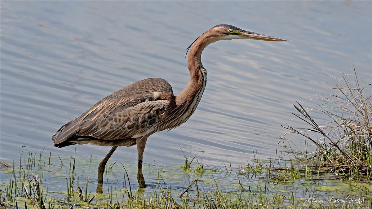 Purple Heron