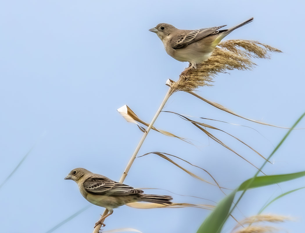Black-headed Bunting