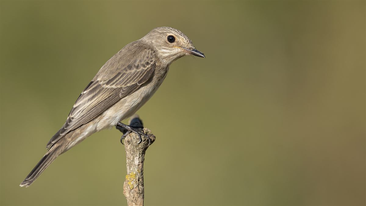 Spotted Flycatcher