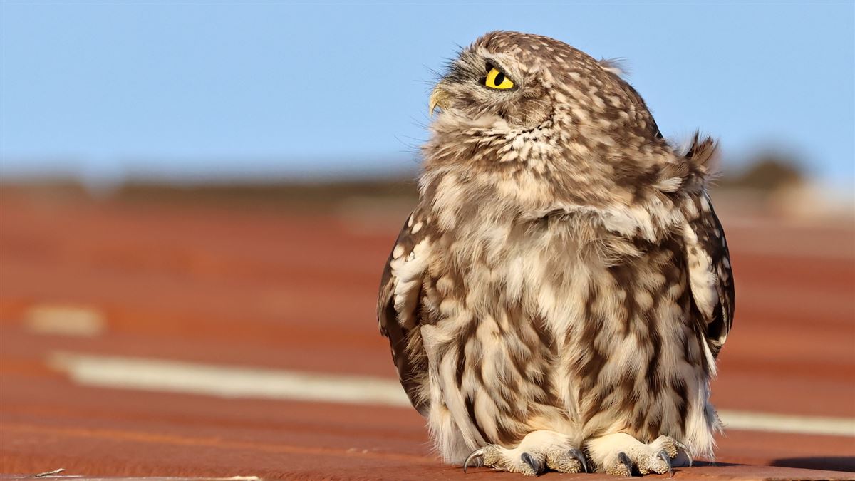 Little Owl