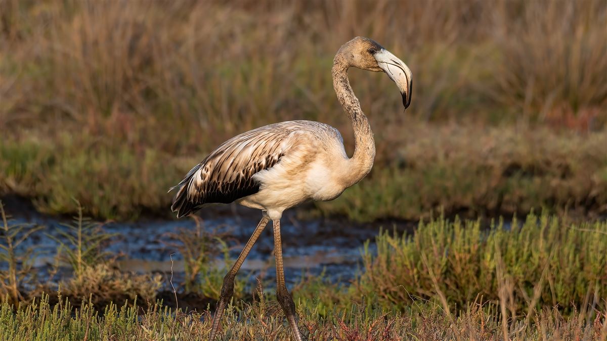 Greater Flamingo