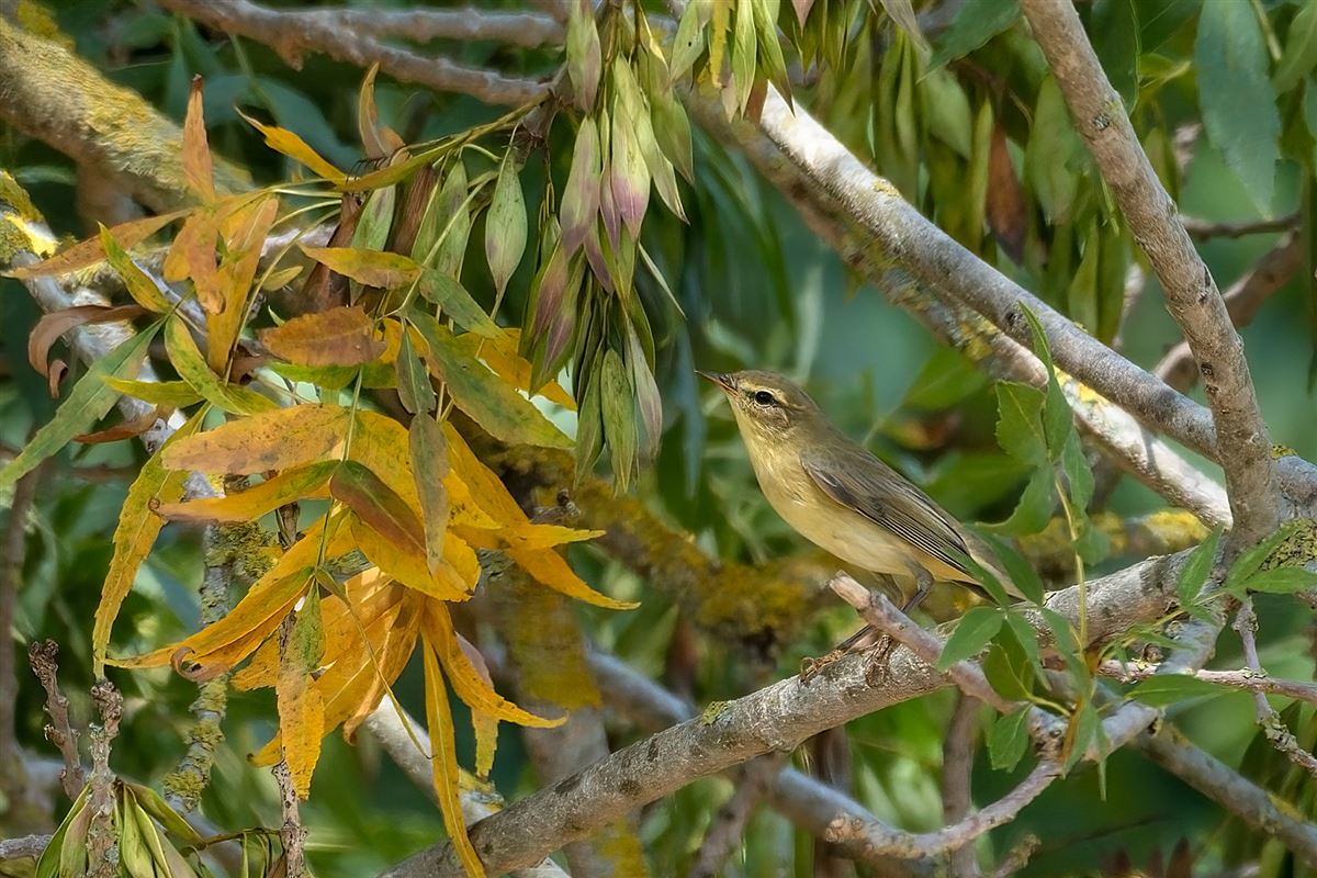 Willow Warbler