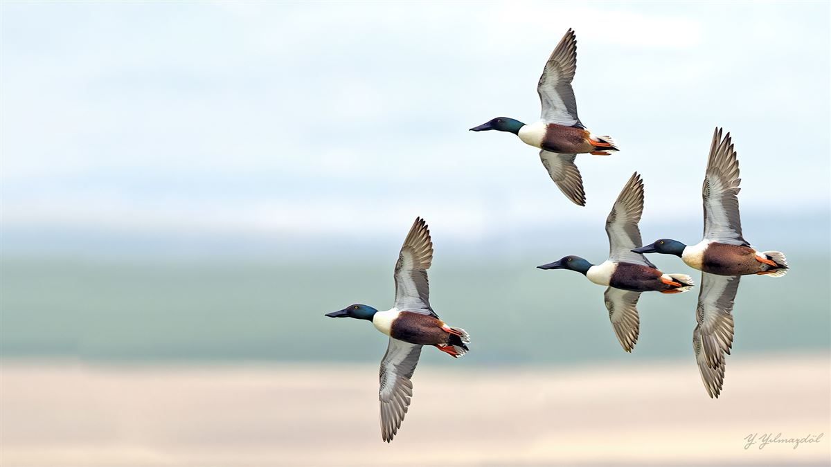 Northern Shoveler