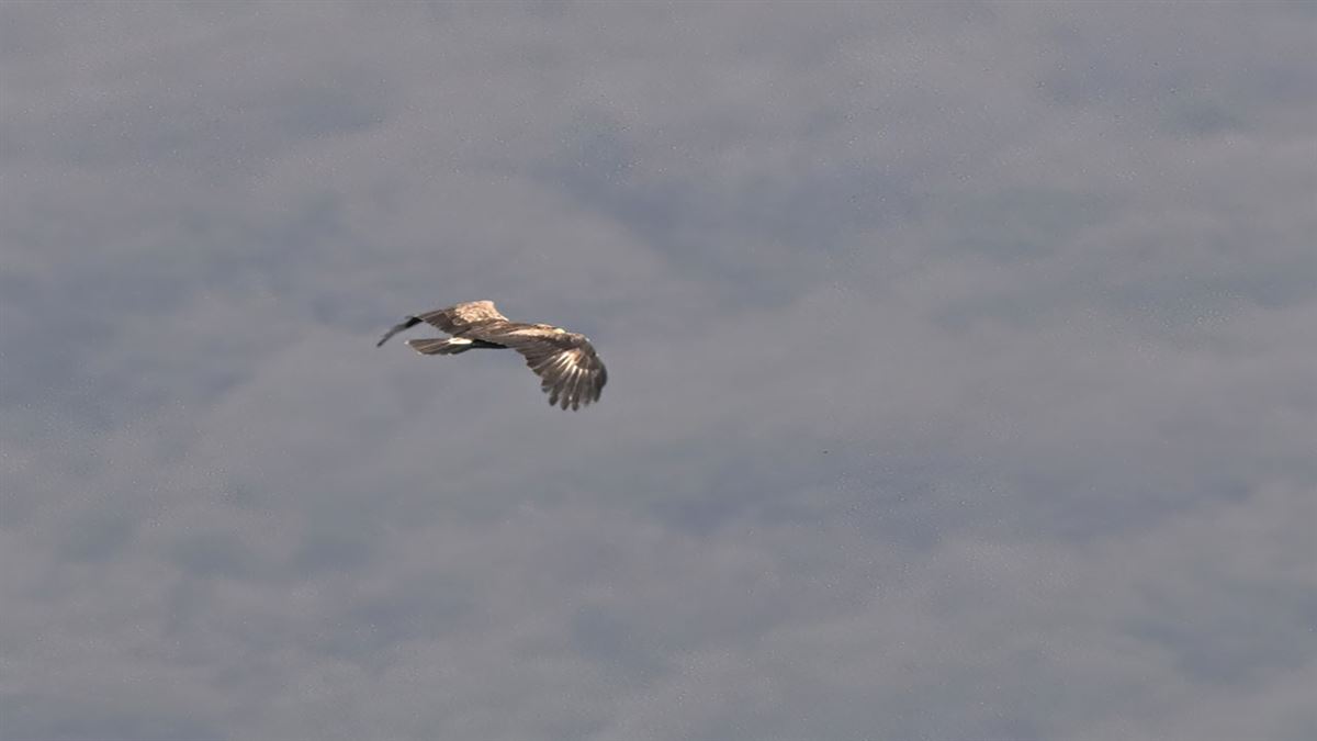 Lesser Spotted Eagle