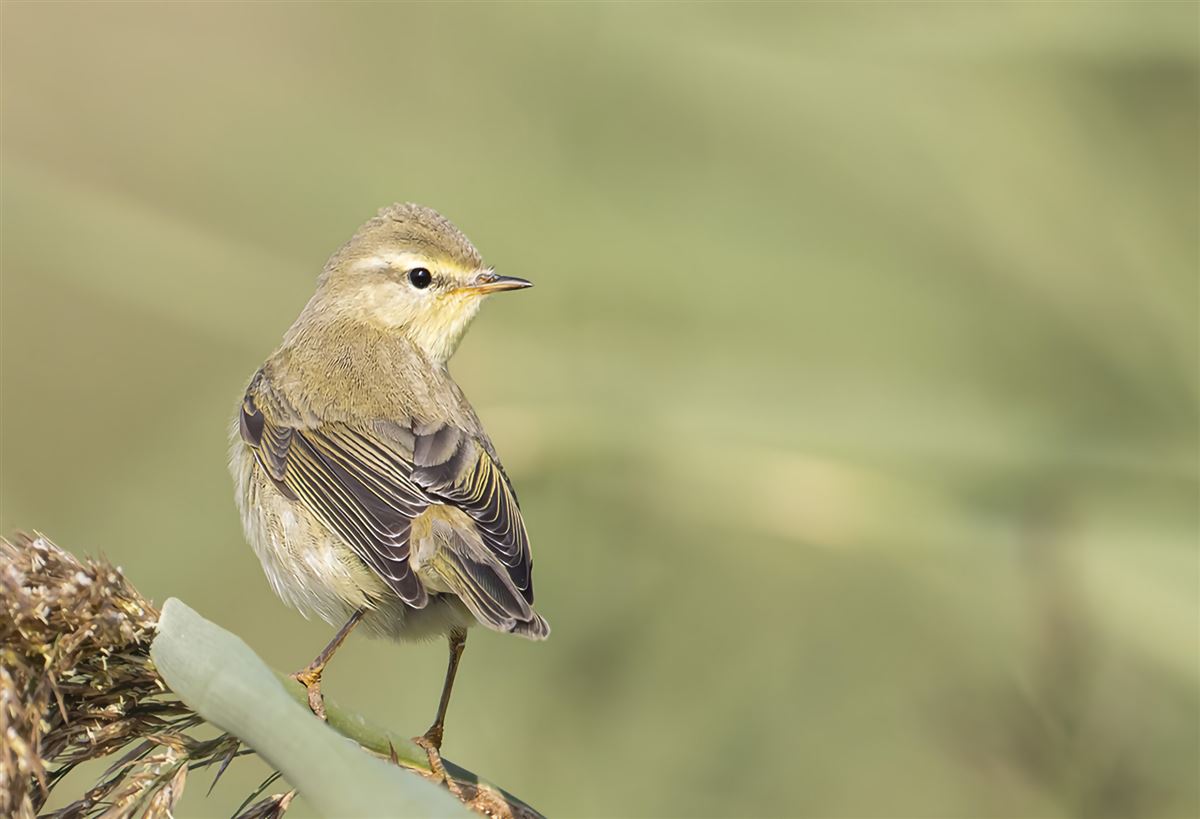 Willow Warbler