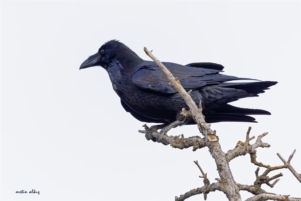 Northern Raven