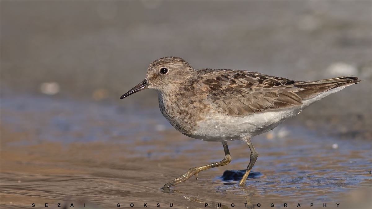 Temminck`s Stint