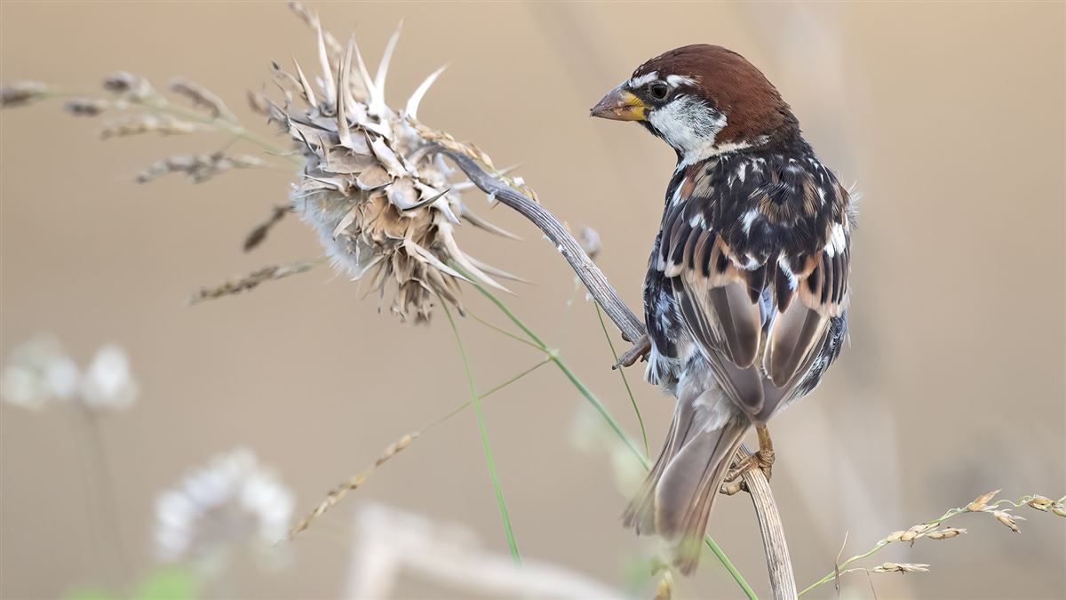 Spanish Sparrow