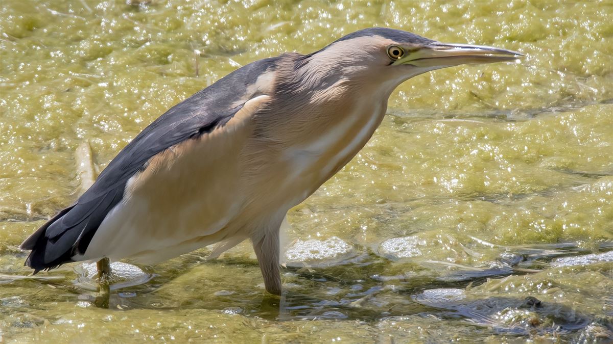 Little Bittern