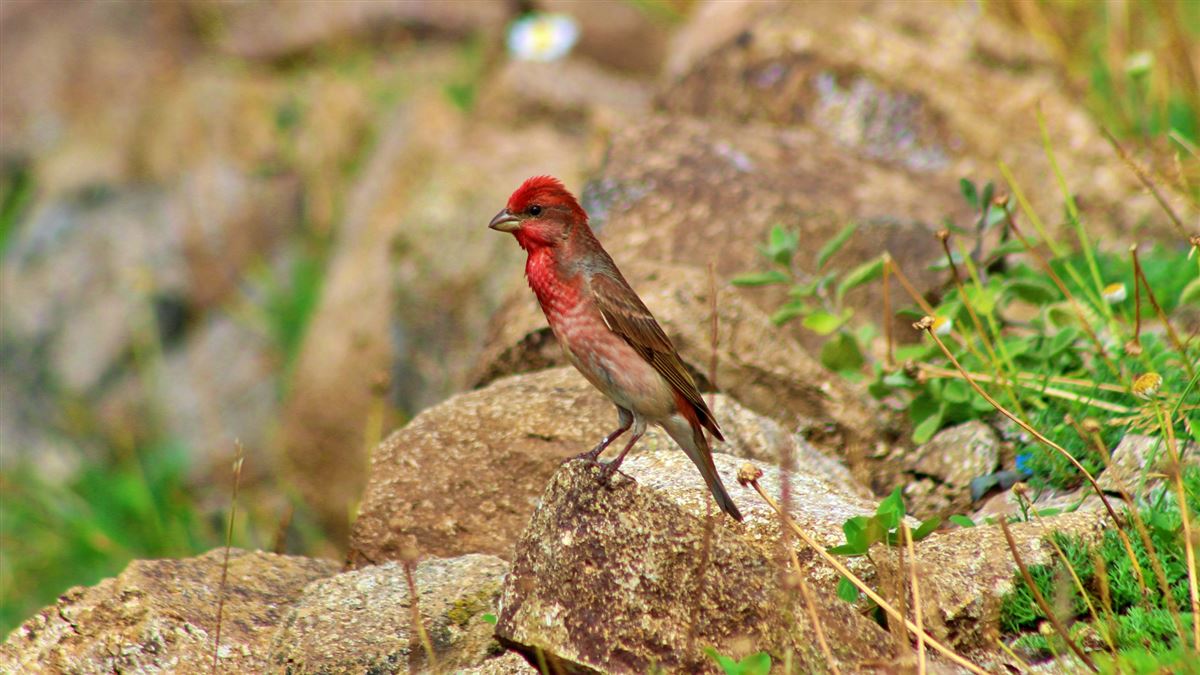 Common Rosefinch