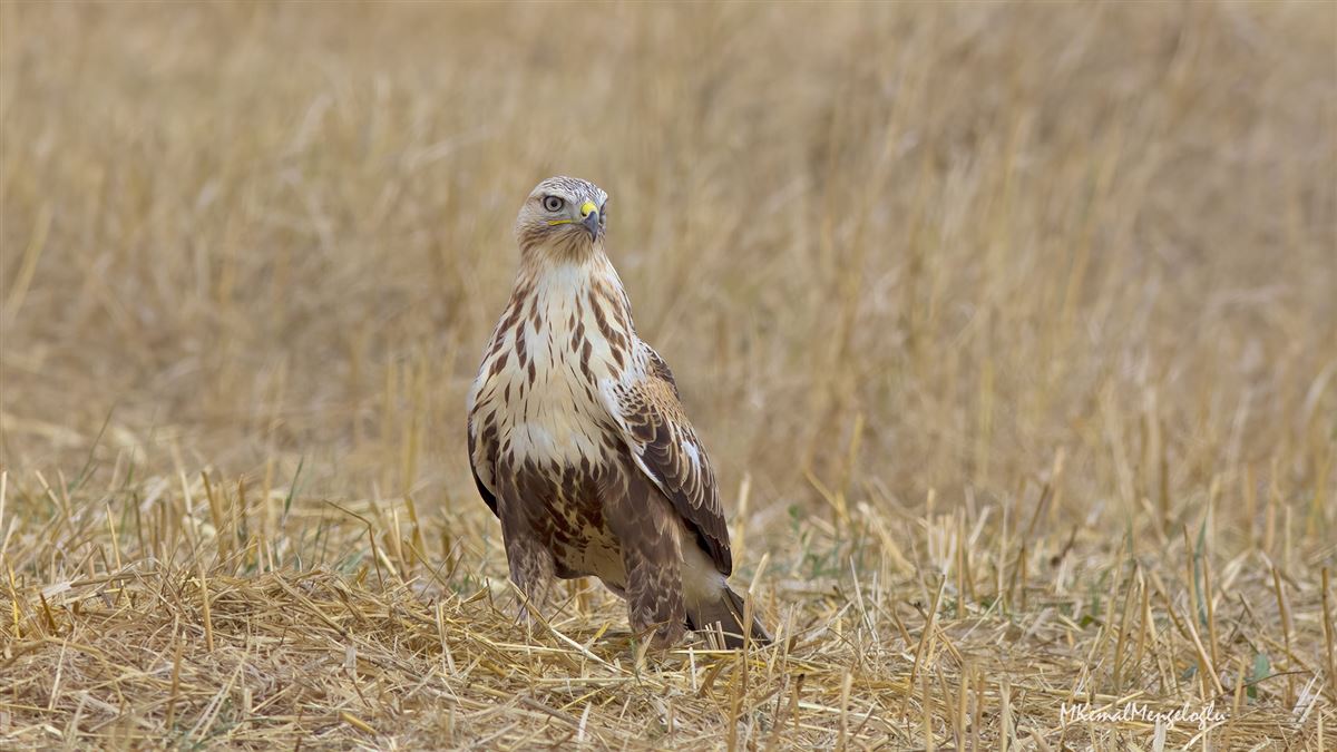 Long-legged Buzzard