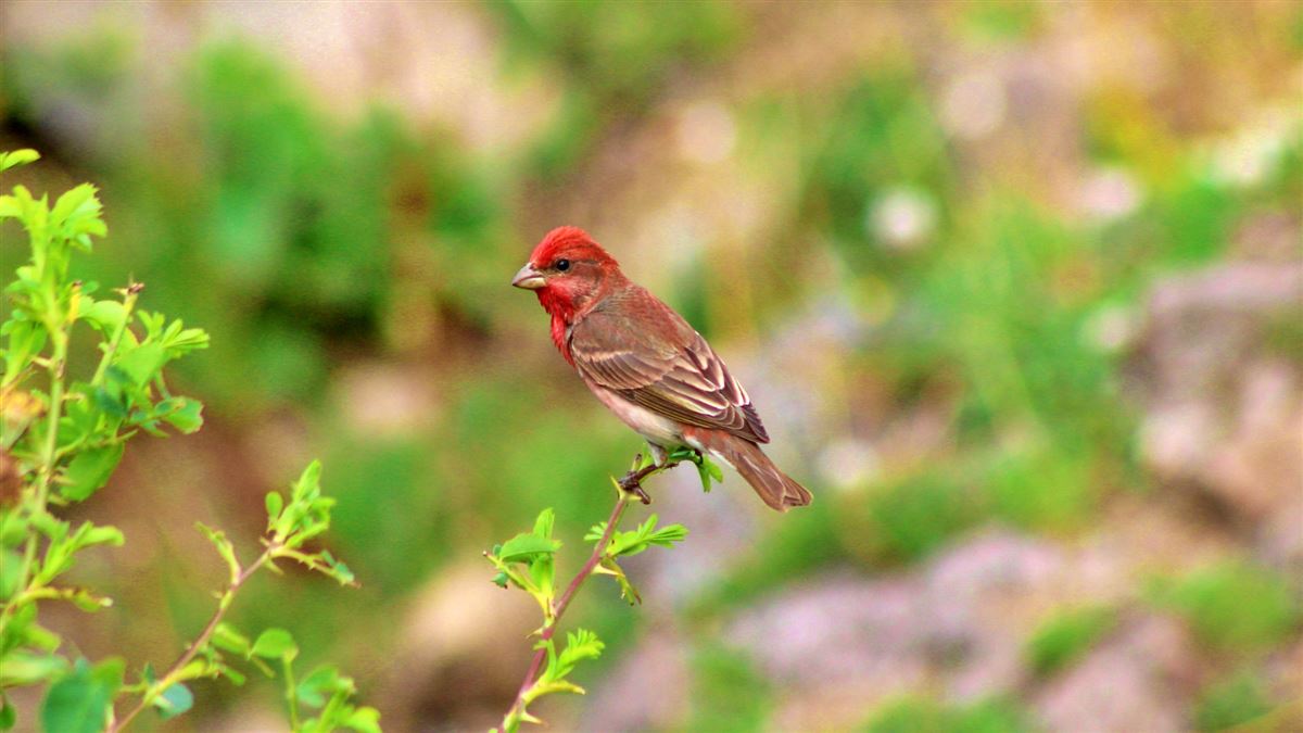 Common Rosefinch
