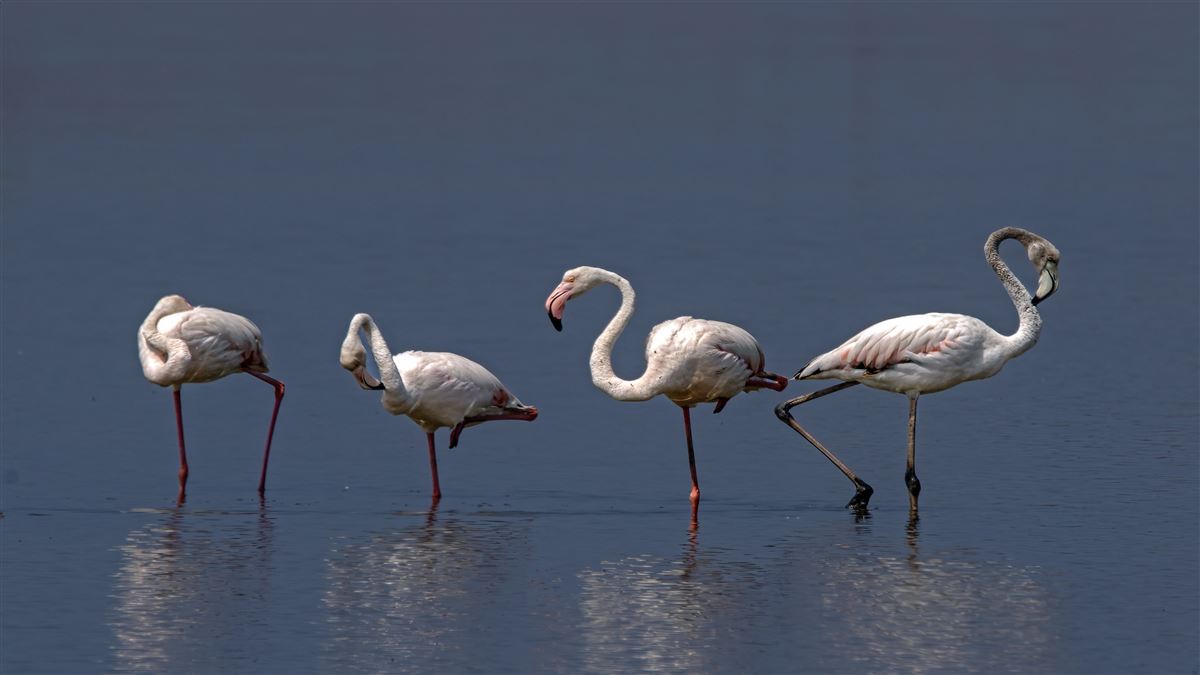 Greater Flamingo