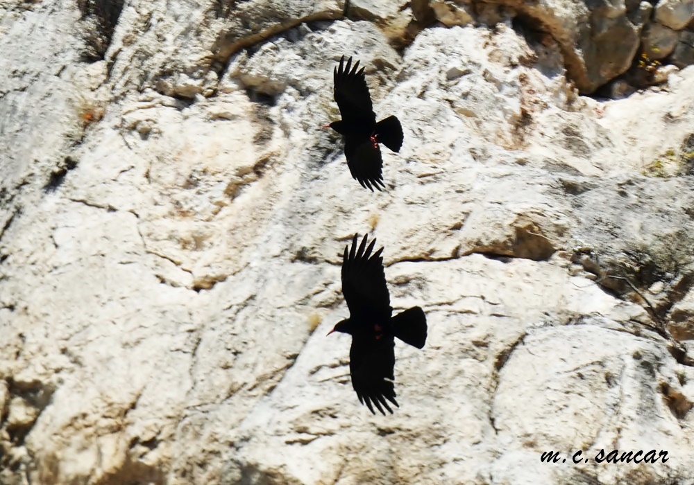 Red-billed Chough