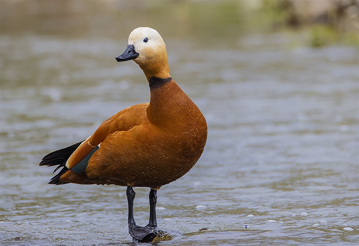 Ruddy Shelduck