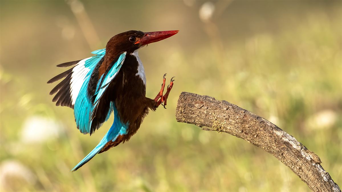 White-throated Kingfisher