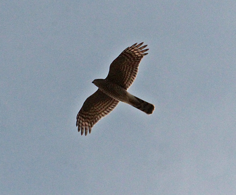 Eurasian Sparrowhawk