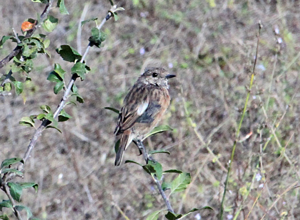 European Stonechat