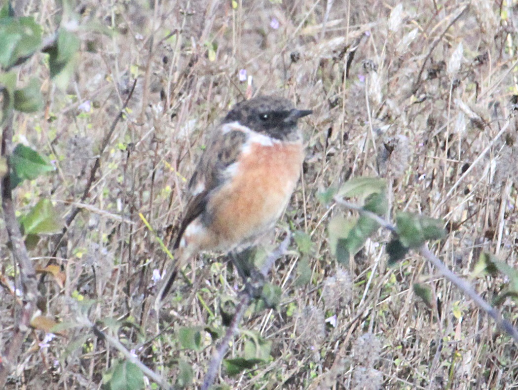 European Stonechat
