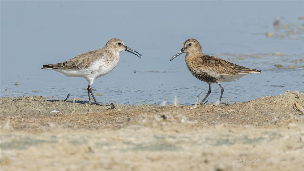 Dunlin