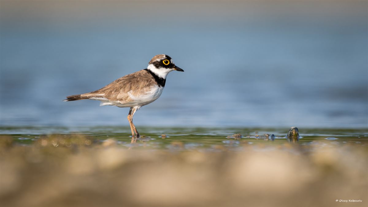 Little Ringed Plover
