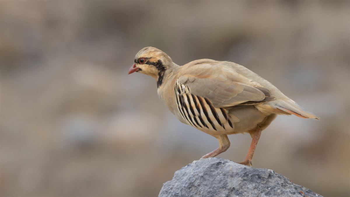 Chukar Partridge