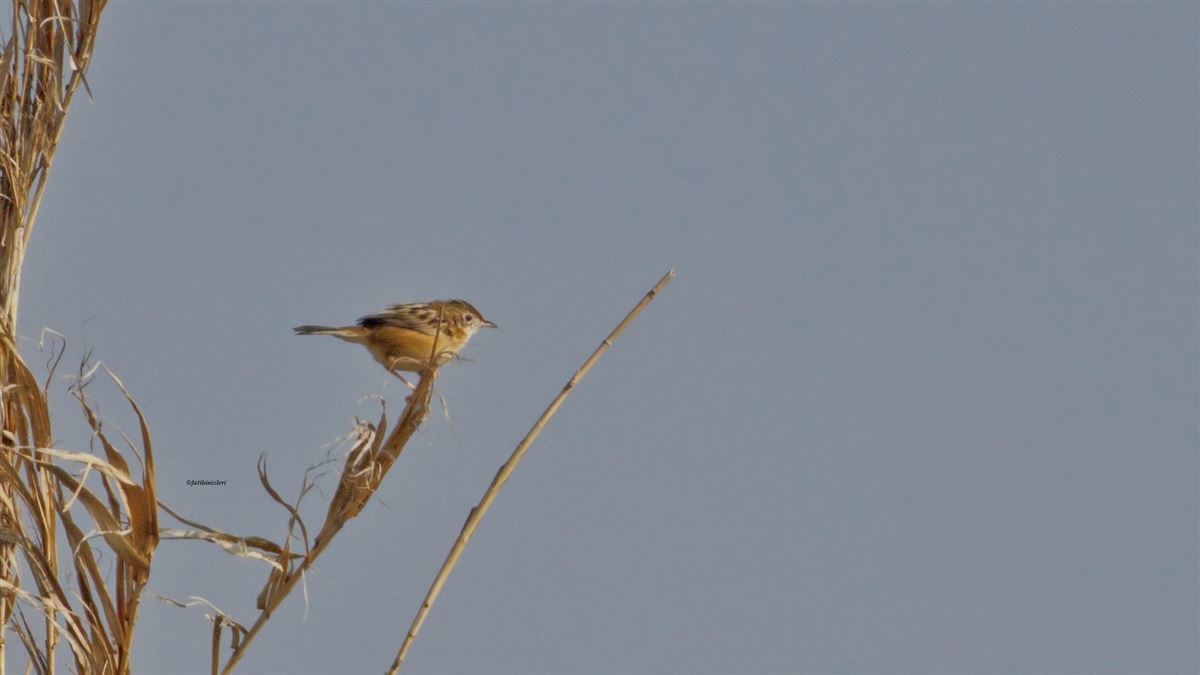 Zitting Cisticola