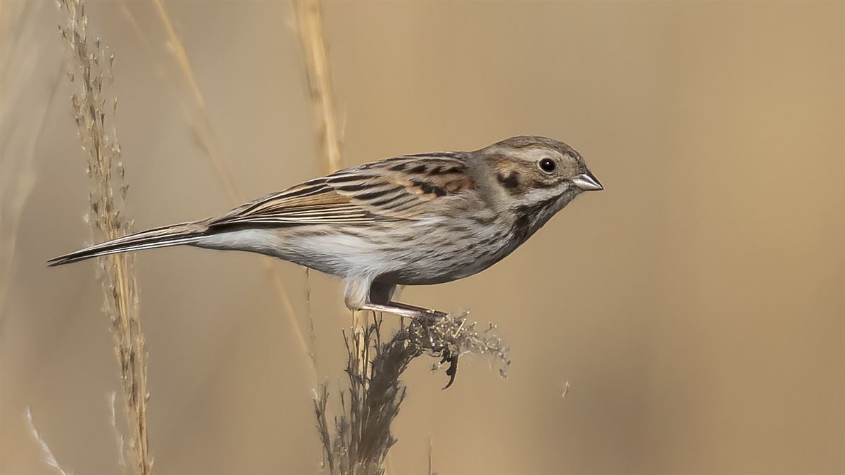 Common Reed Bunting
