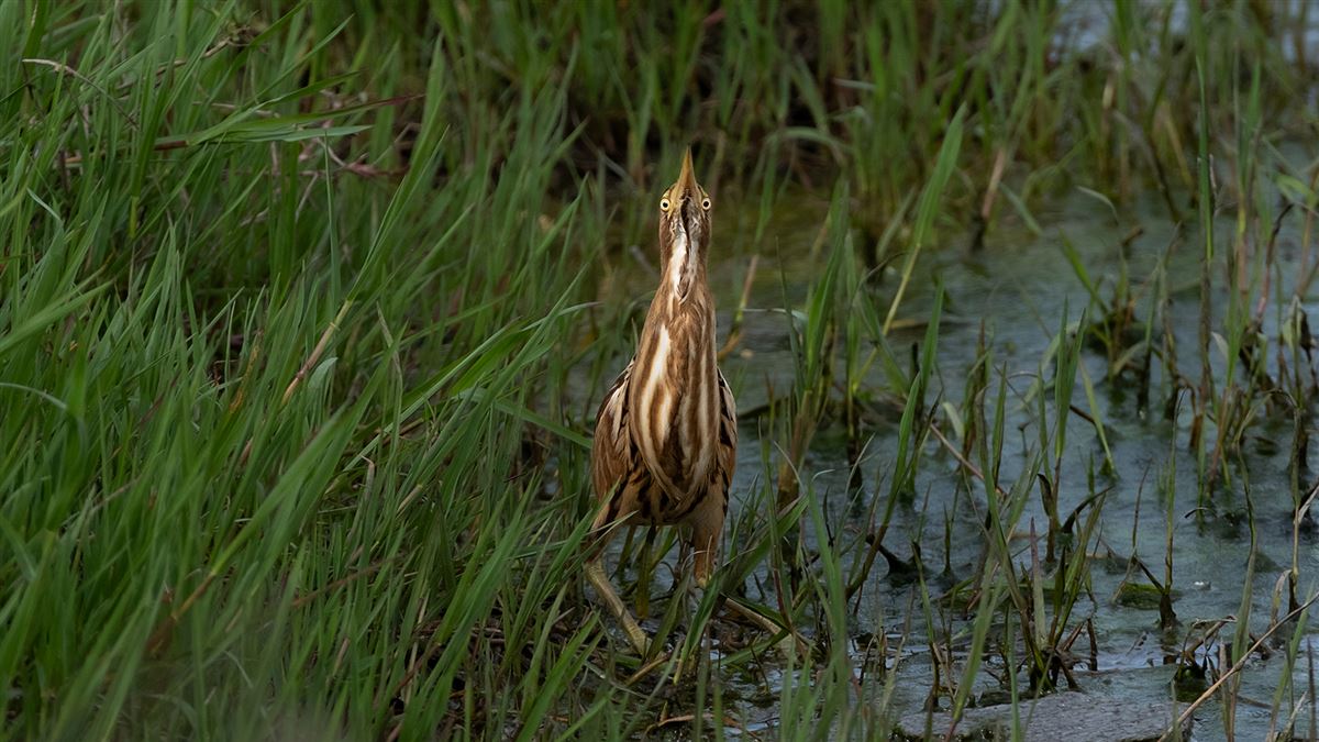 Little Bittern