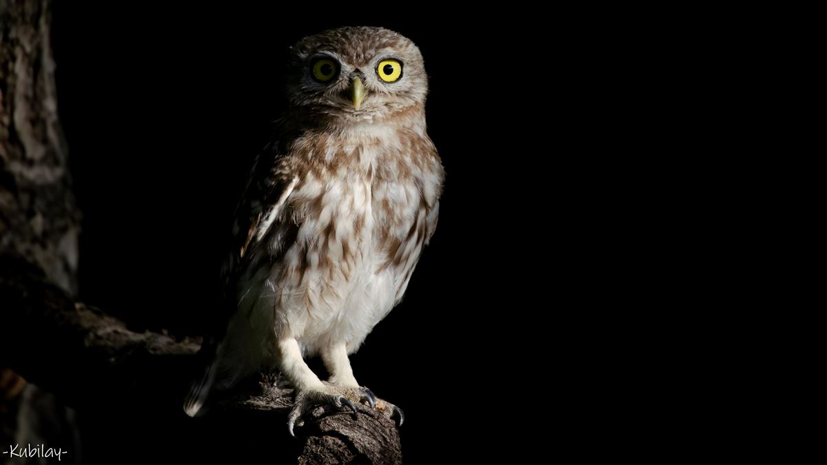 Little Owl