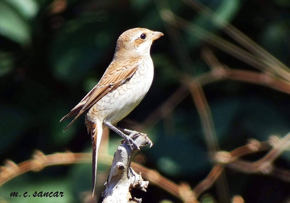 Red-backed Shrike