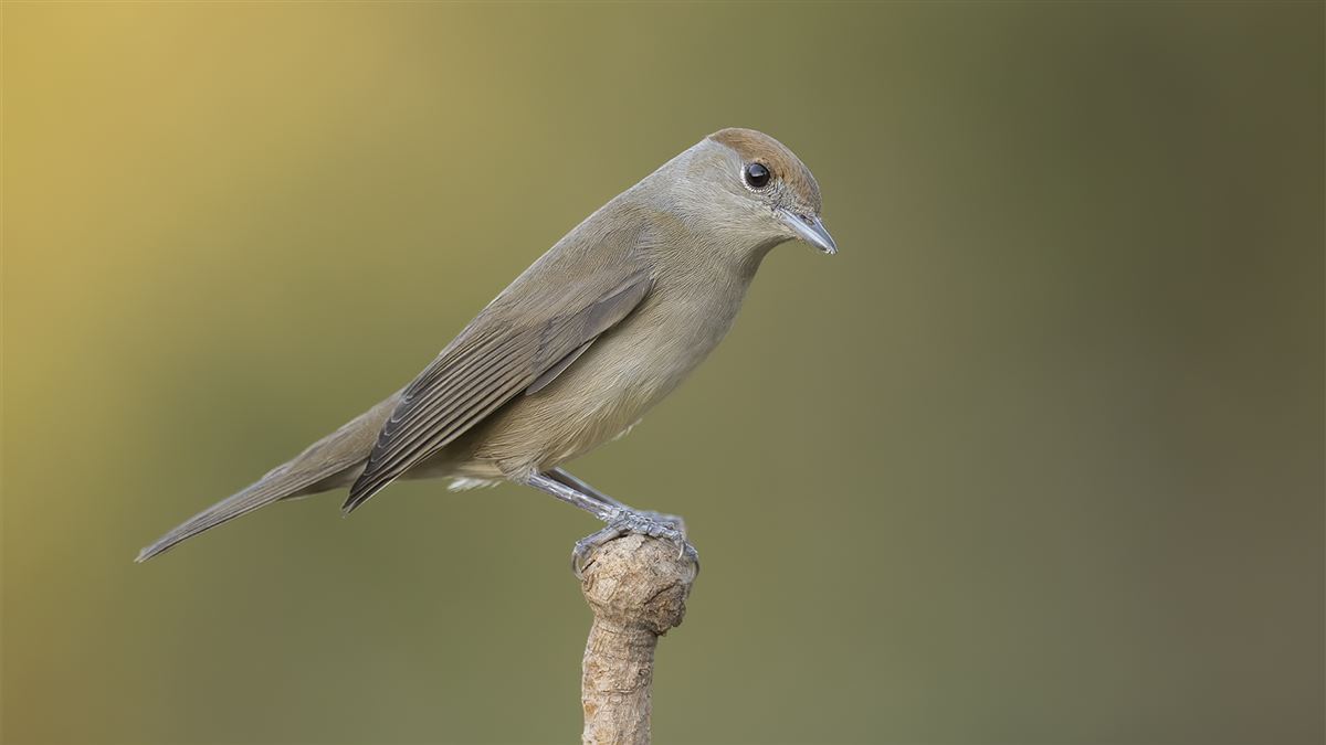 Eurasian Blackcap