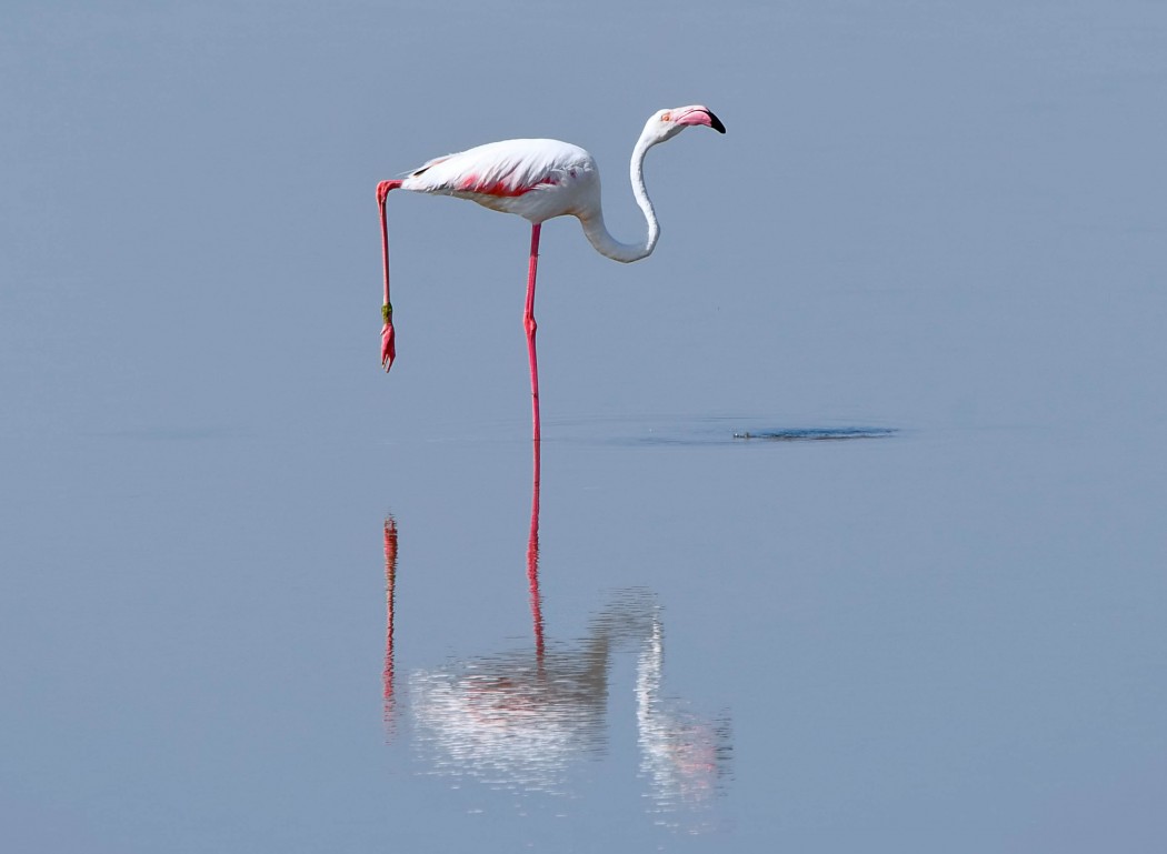 Greater Flamingo