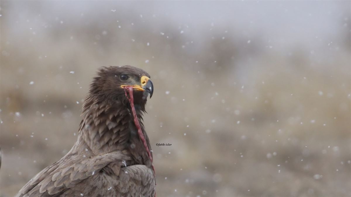 Steppe Eagle