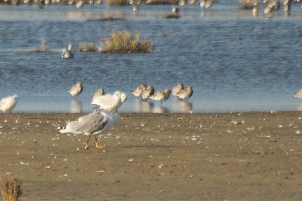 Grey Plover
