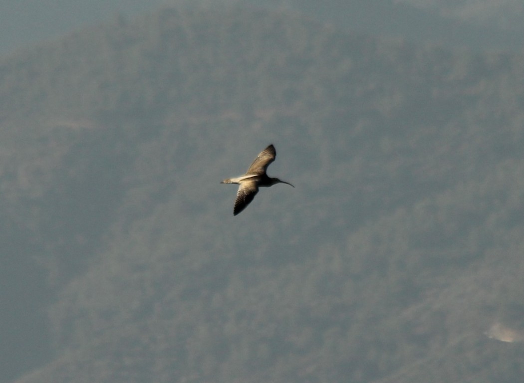 Eurasian Curlew