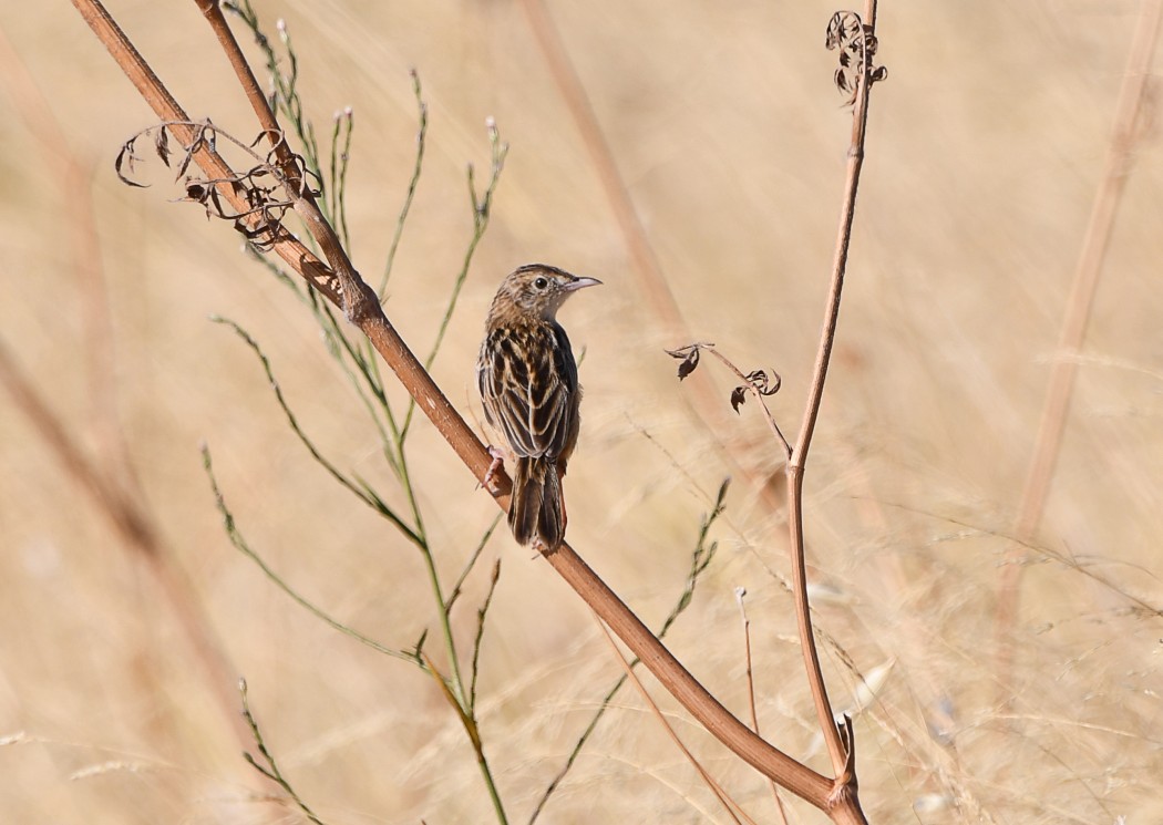 Zitting Cisticola