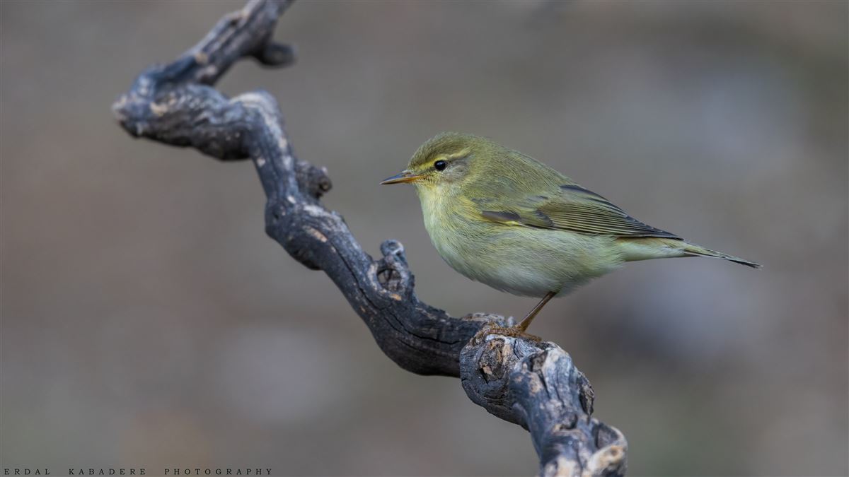 Willow Warbler