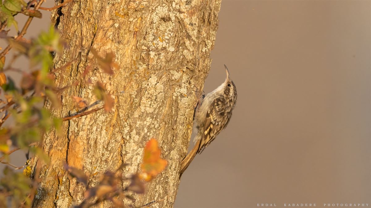 Short-toed Treecreeper